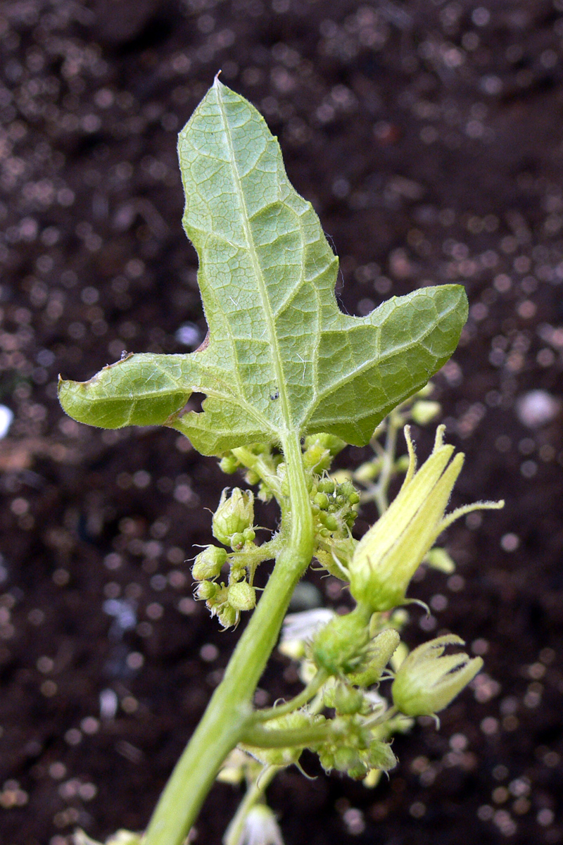 Изображение особи Echinocystis lobata.