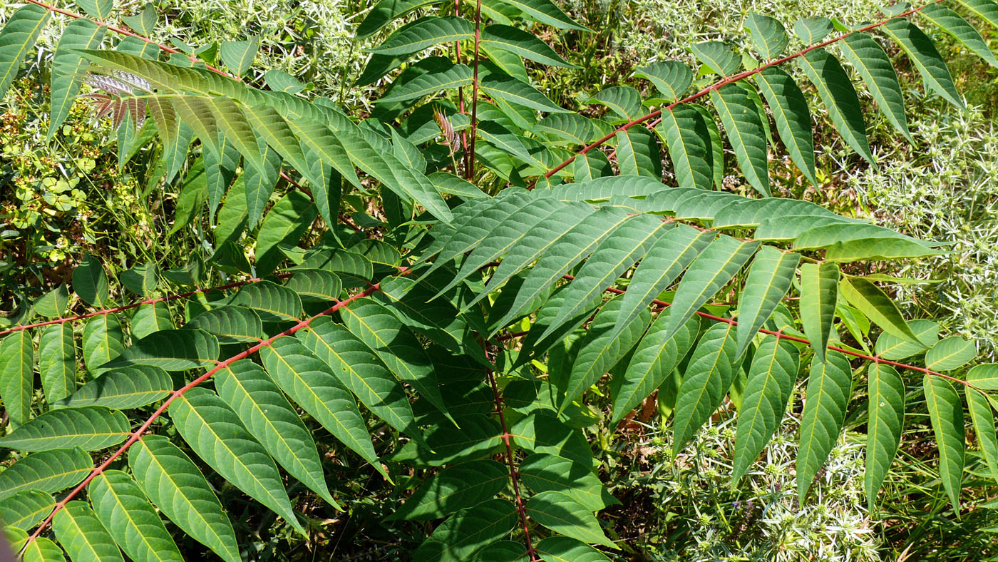 Изображение особи Ailanthus altissima.