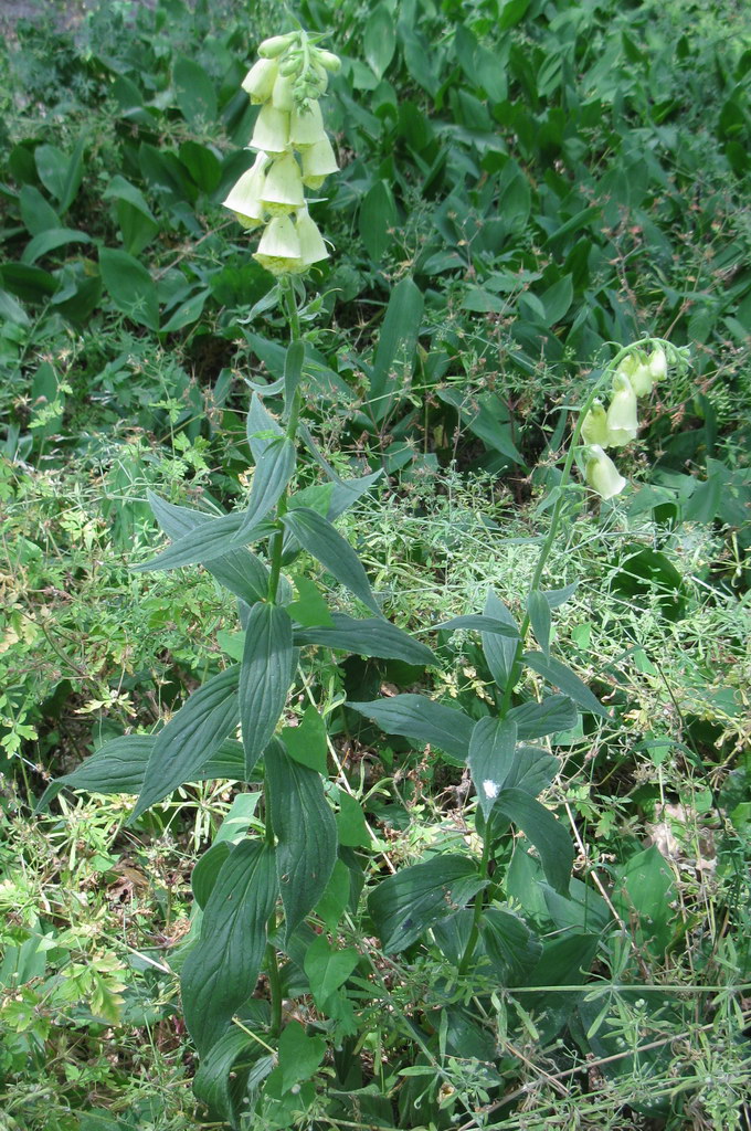 Image of Digitalis grandiflora specimen.