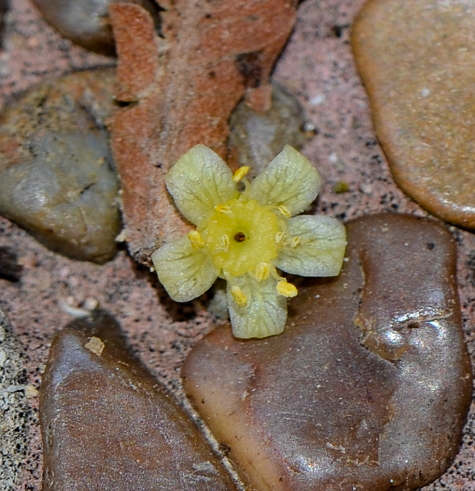 Image of Schinus molle specimen.