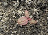 Rumex marschallianus