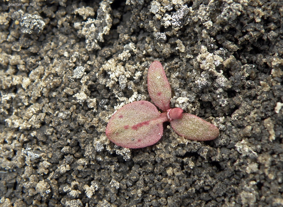 Image of Rumex marschallianus specimen.