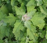 Chenopodium album