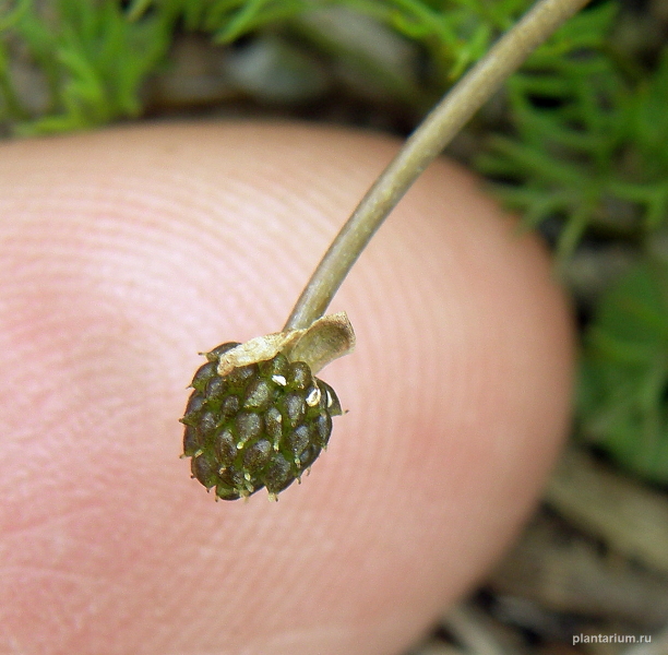 Изображение особи Ranunculus rionii.