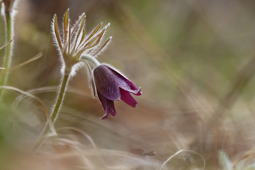 Изображение особи Pulsatilla cernua.