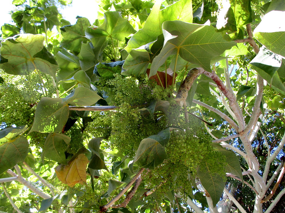 Image of Sterculia quinqueloba specimen.