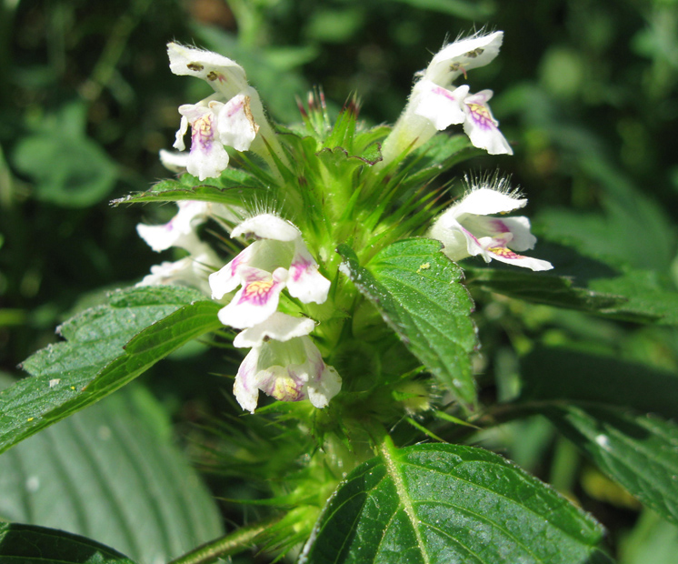 Изображение особи Galeopsis tetrahit.