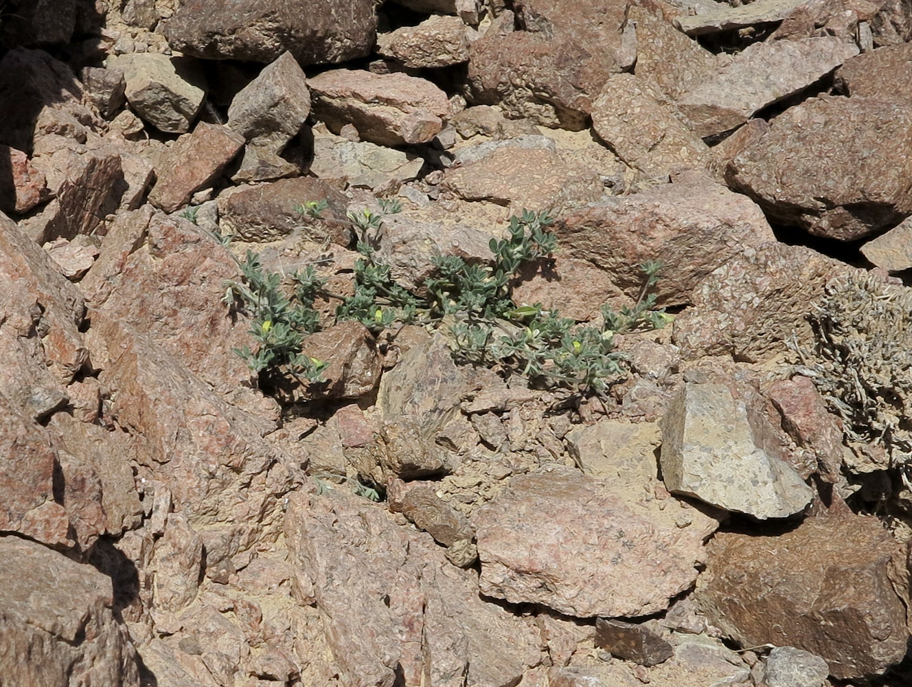 Image of Lotononis platycarpa specimen.