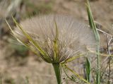 Tragopogon porrifolius ssp. longirostris