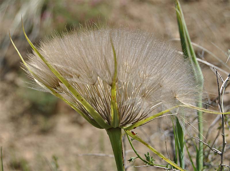 Image of Tragopogon porrifolius ssp. longirostris specimen.