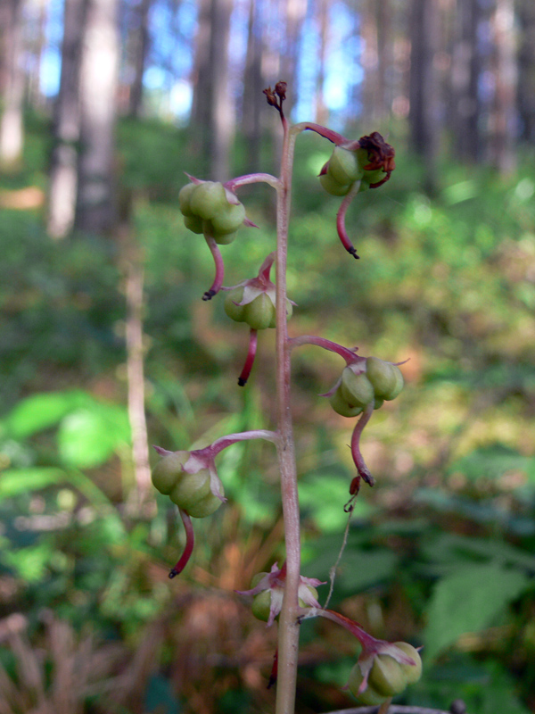 Image of Pyrola rotundifolia specimen.