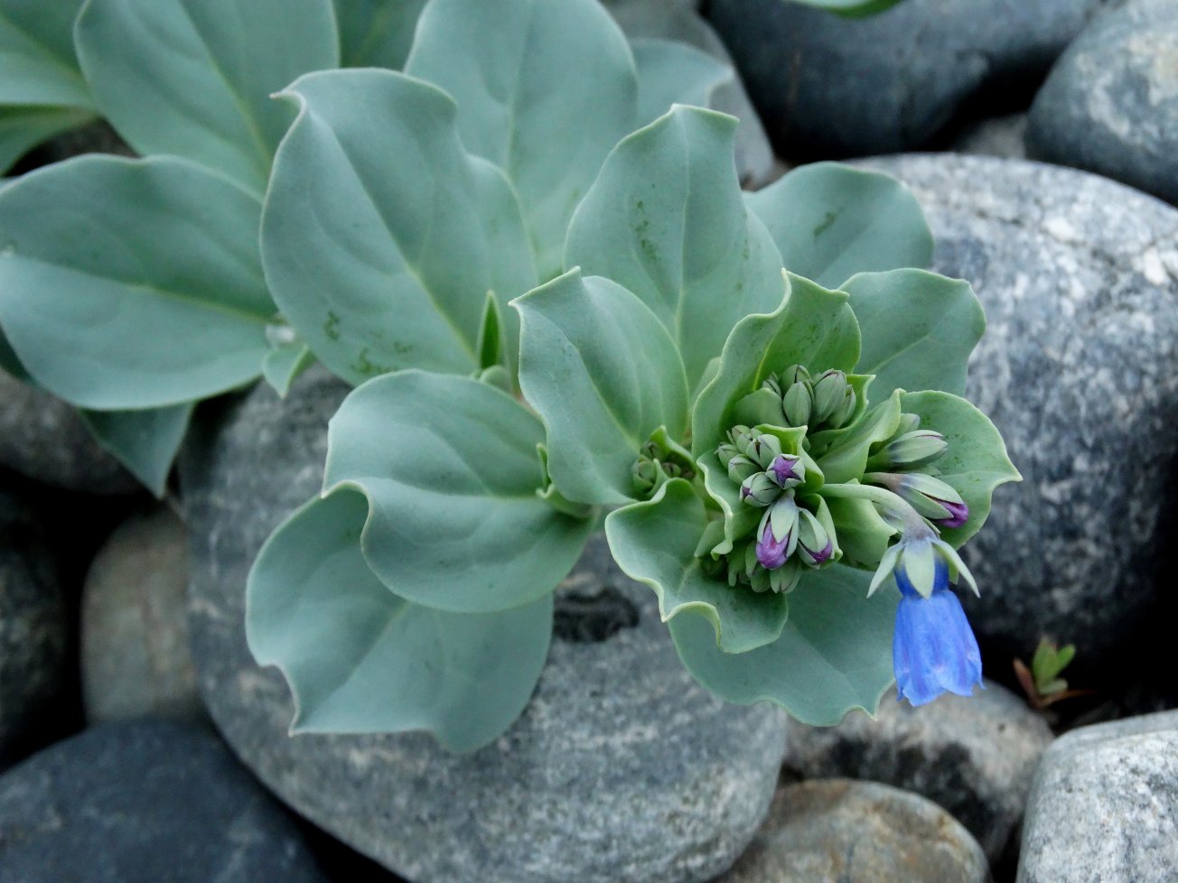 Изображение особи Mertensia maritima.