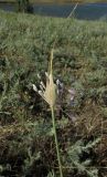 Allium praescissum. Соцветие. Крым, Керченский п-ов, окр. пос. Приморский, полынная степь на пастбище. 5 июля 2016 г.