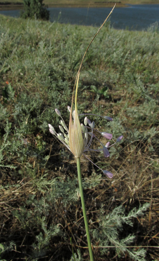 Image of Allium praescissum specimen.