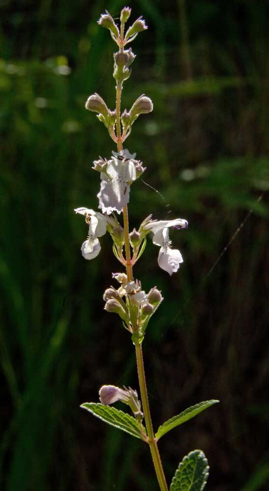 Image of Nepeta nuda specimen.