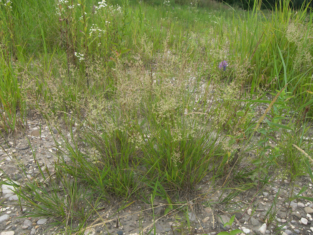 Image of Agrostis gigantea specimen.