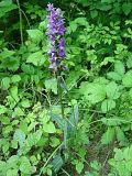 Dactylorhiza urvilleana