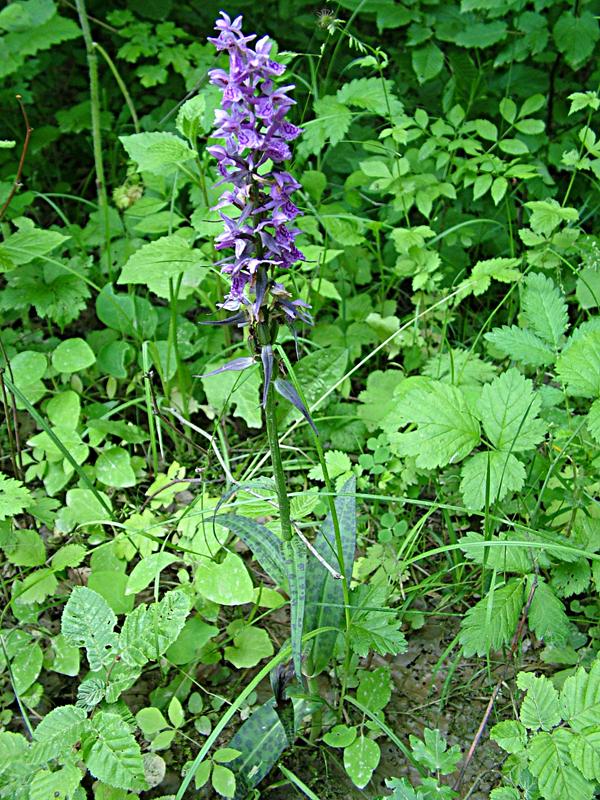 Изображение особи Dactylorhiza urvilleana.