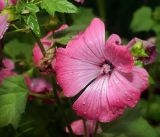 Malva trimestris