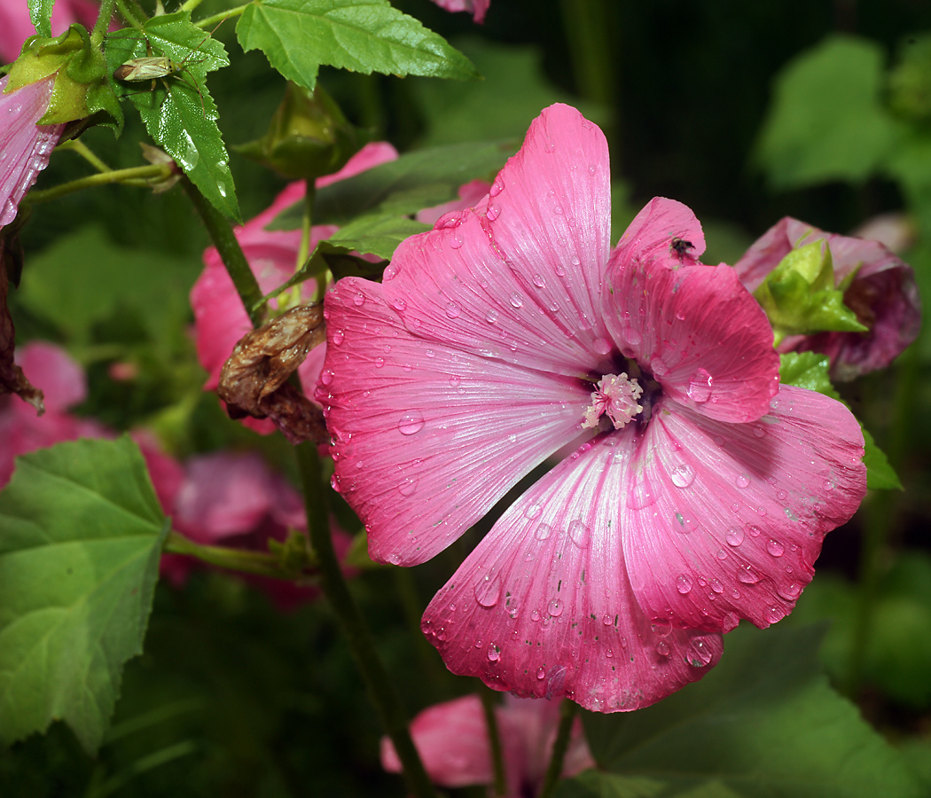 Изображение особи Malva trimestris.