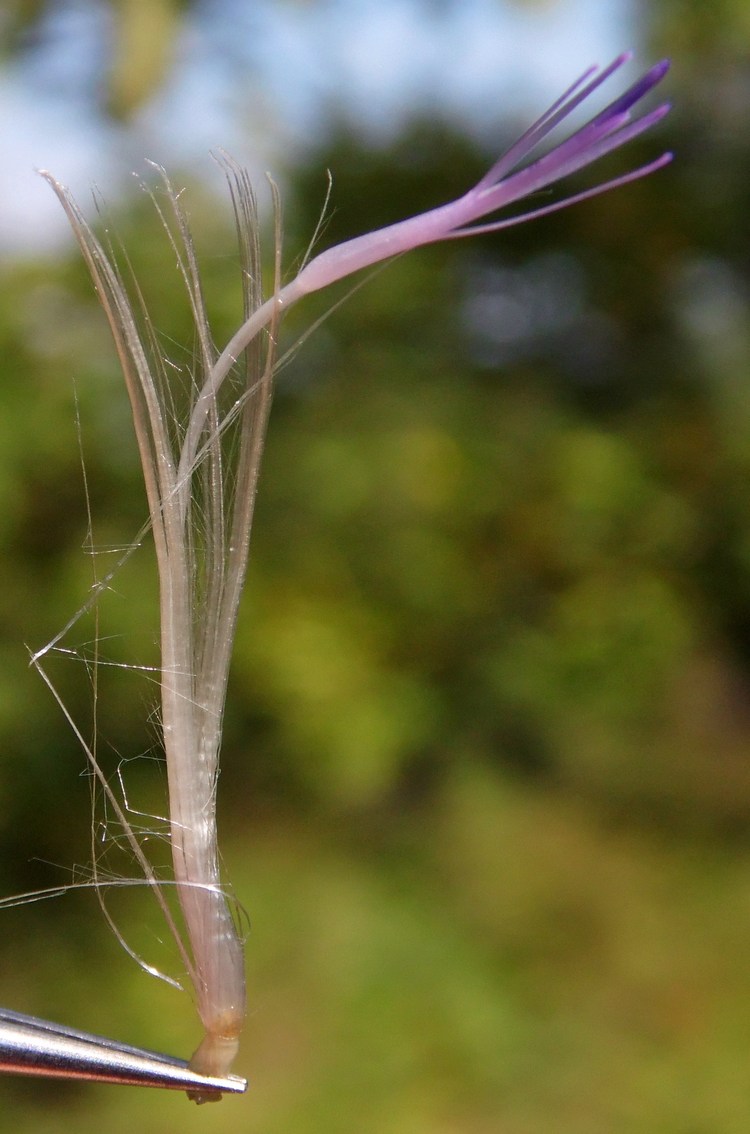 Image of Cirsium vulgare specimen.