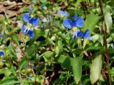 Commelina communis