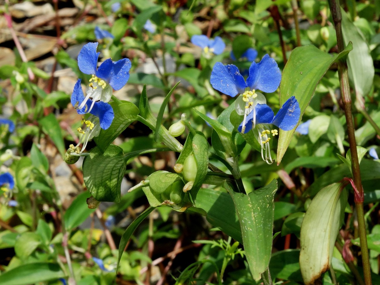 Изображение особи Commelina communis.