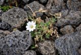 Cerastium alpinum. Цветущее растение. Исландия, окр. ледника Эйриксйокюдль, лавовое поле Хальмундархраун. 09.08.2016.