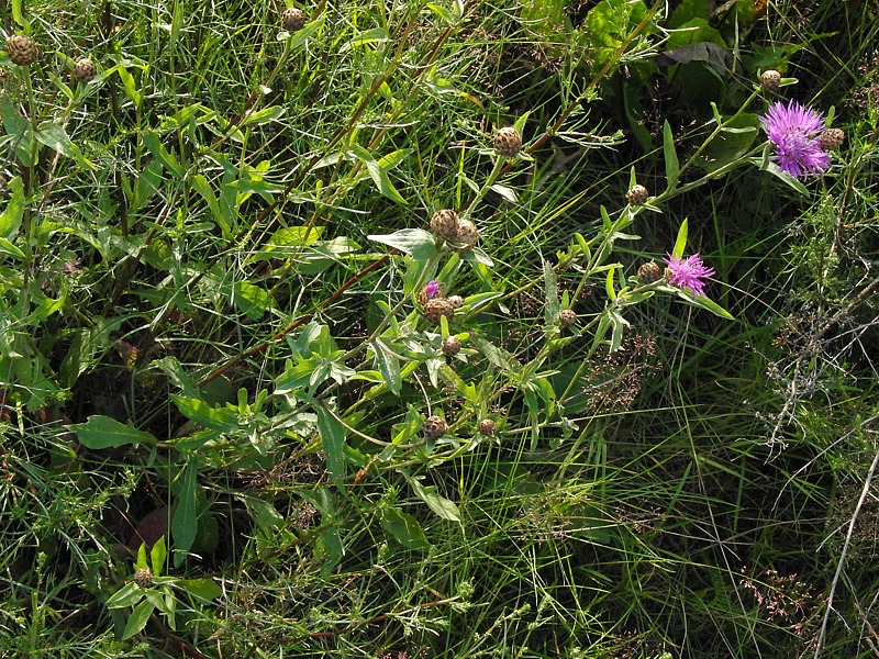 Image of Centaurea jacea specimen.