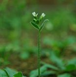 Arabidopsis thaliana