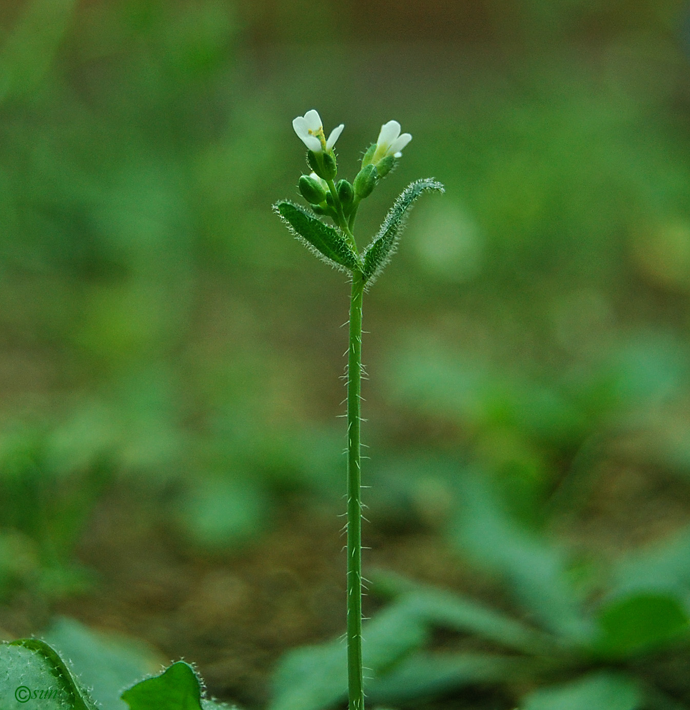 Изображение особи Arabidopsis thaliana.