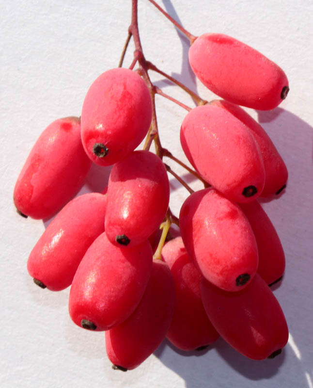Image of Berberis vulgaris specimen.
