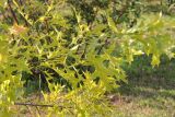 Quercus palustris. Ветвь. Республика Татарстан, г. Казань, Успенский Зилантов монастырь. 18.06.2015.