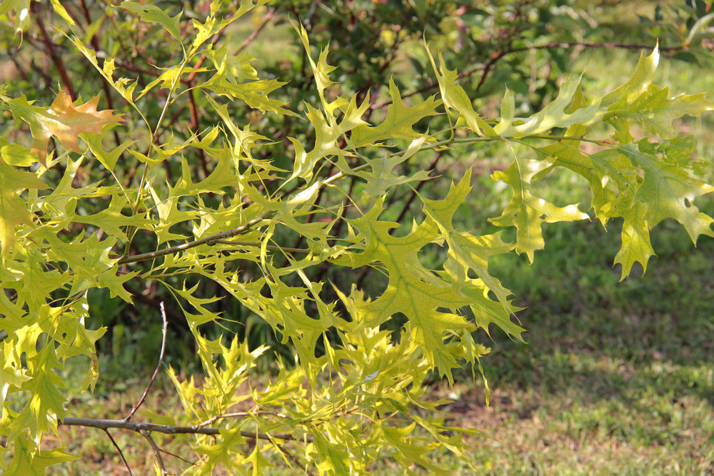 Изображение особи Quercus palustris.