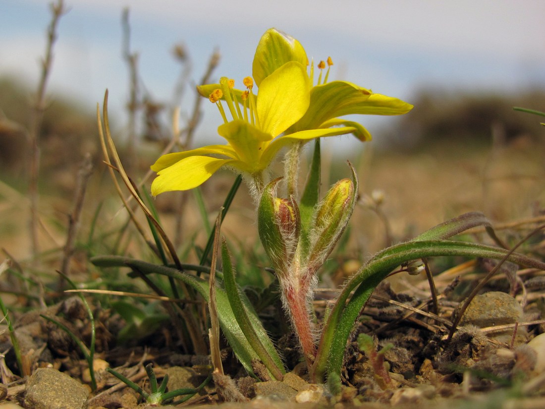 Image of Gagea granatellii specimen.