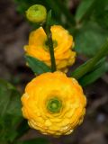 Ranunculus repens