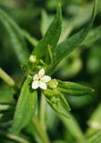 Lithospermum officinale