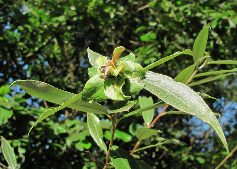 Image of Salix alba specimen.