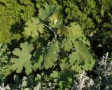 Macleaya microcarpa