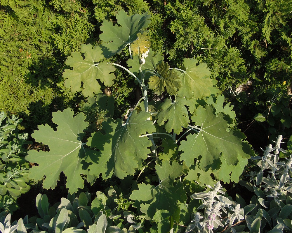 Image of Macleaya microcarpa specimen.