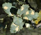 Quercus rotundifolia