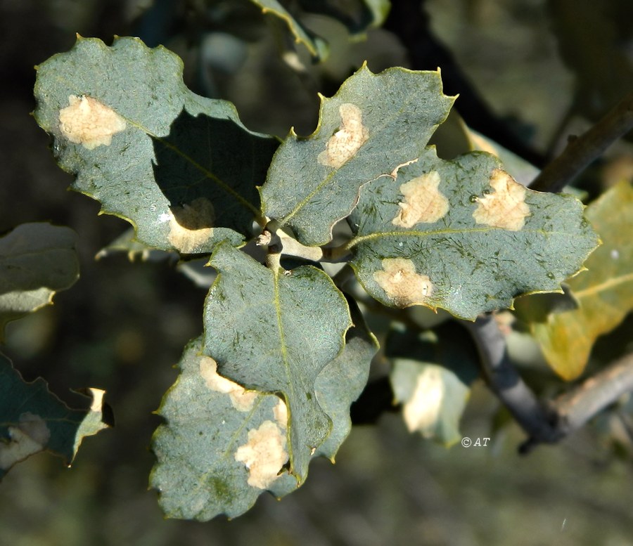 Image of Quercus rotundifolia specimen.