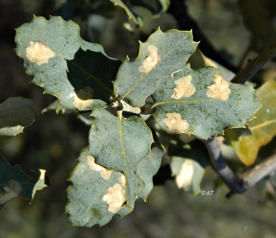 Изображение особи Quercus rotundifolia.