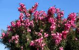 genus Erica