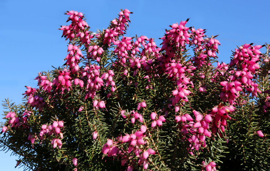 Image of genus Erica specimen.