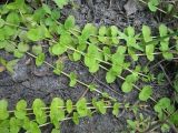 Lysimachia nummularia