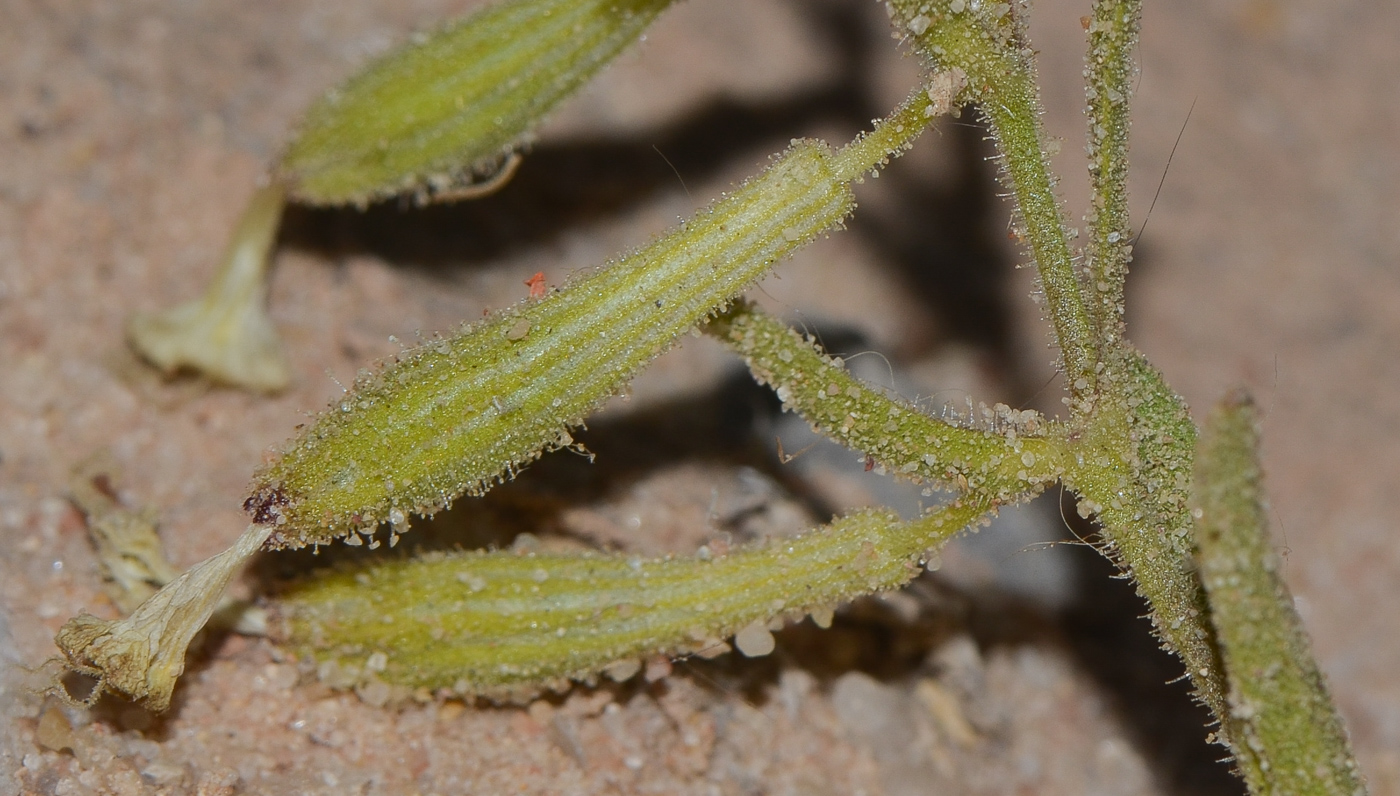 Image of Silene villosa specimen.