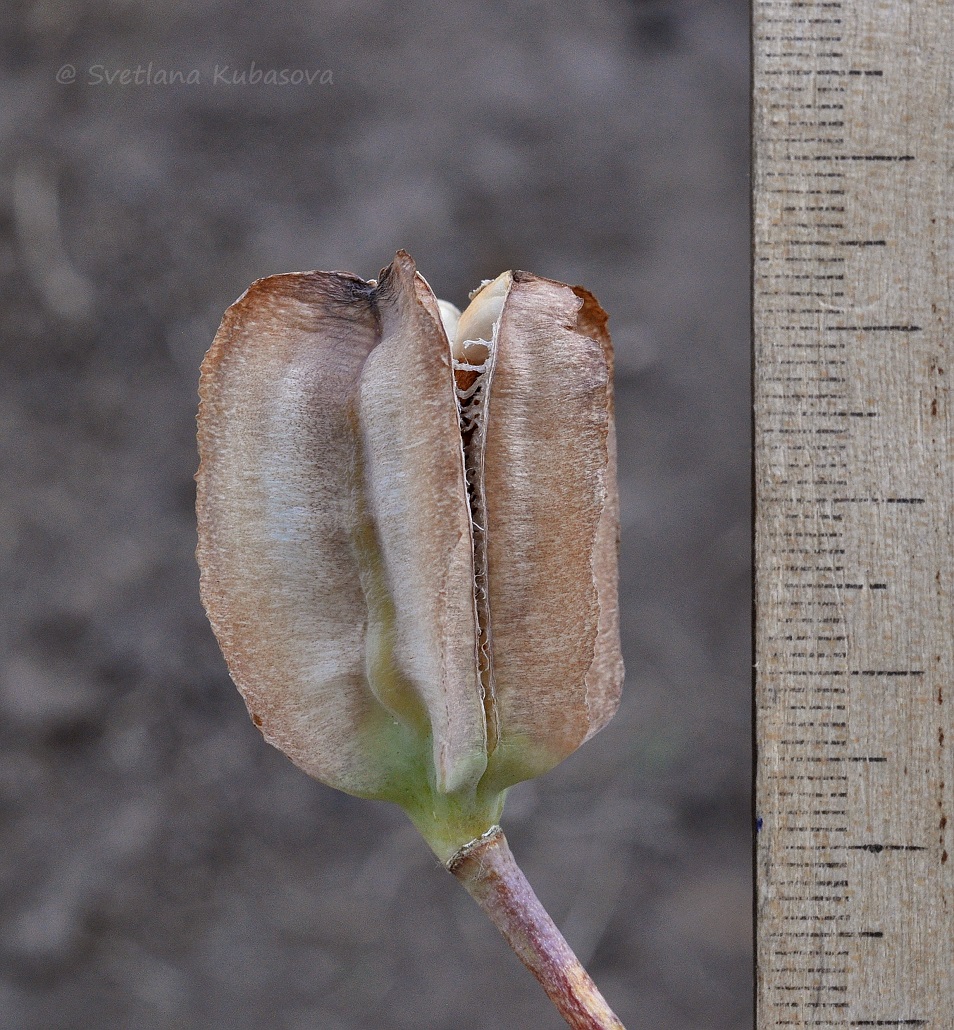 Image of Fritillaria pallidiflora specimen.