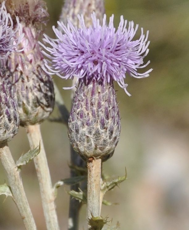 Image of Cirsium arvense specimen.