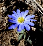 Anemone banketovii